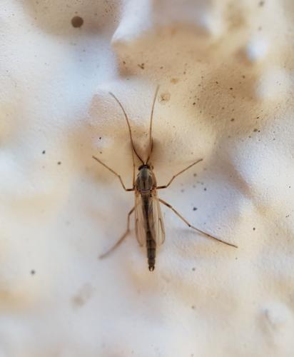 Réf. 213 362 : Chironomini inconnu